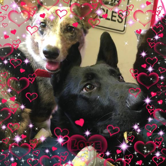 Meet your Posher, Taylor - Picture 1 of 1